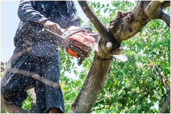 tree services Centuria